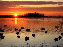 The great collection of duck hunting wallpaper for desktop, laptop and mobiles. Ducks Unlimited Hunting Wallpaper Duck Hunting Desktop Background 1488x1128 Download Hd Wallpaper Wallpapertip