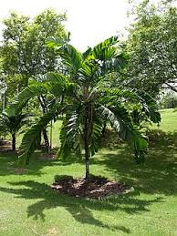 Image result for Aiphanes