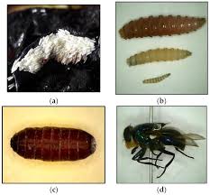 Insects | Free Full-Text | A Summary of Concepts, Procedures and Techniques  Used by Forensic Entomologists and Proxies