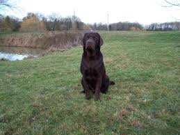 Resultado de imagen de perros, labrador negro