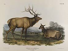 Their hair has a reddish hue during the summer which turns to a more lighter/grey colour during the winter. Eastern Elk Wikipedia
