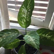 Dieffenbachia Seguine Dumb Cane In Gardentags Plant Encyclopedia