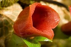 Image result for Stolzia kalkhof-roseae