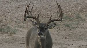 Photo by jana fuhrman deeks of north texas. Whitetail Lonesome Coyote Ranch