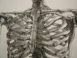 Click on the button below the picture! Drawing Rib Cage And Skeleton Image 363310 On Favim Com