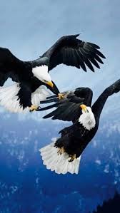Couple In Flight Bald Eagle Beautiful Birds Animals