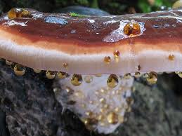 Image result for Ischnoderma resinosum