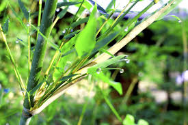 Manufacturers darken bamboo through a process called carbonization. Bamboo Is Turning Yellow Why Bamboo Stems And Leaves Are Turning Yellow