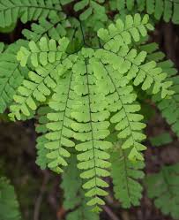 Image result for Adiantum comorense