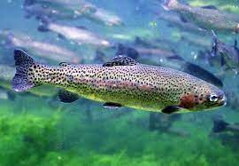 Der wissenschaftliche name der regenbogenforelle ist oncorhynchus mykiss. Regenbogenforelle Wikipedia