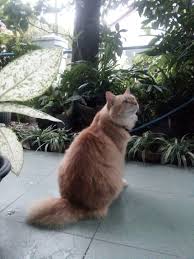 Andai saja kk ku tak menggoda. Makanan Anak Kucing Kampung Explore Tumblr Posts And Blogs Tumgir