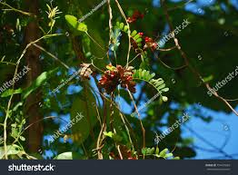 Image result for Abrus fruticulosus