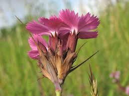 Image result for Dianthus chimanimaniensis