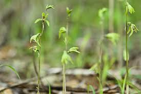 Image result for Nervilia kotschyi