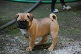 As you start searching for your boston terrier pug puppy, expect prices to range from $575 to $1600. Bugg Pug Boston Puppies Pets And Animals For Sale Washington