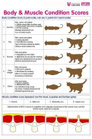 62 Experienced Cat Muscle Chart