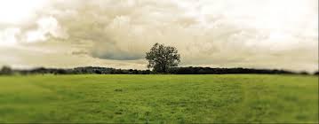 Resultado de imagem para Esperança verde árvore