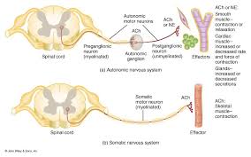 Powerpoint Presentation Autonomic Nervous System Nervous System Nervous