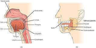 Oral Cavity Contemporary Health Issues