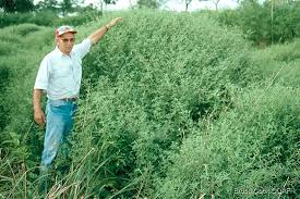 Image result for Stylosanthes guianensis