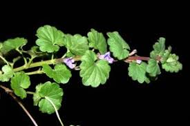 They thought it would provide good ground cover for shady areas. Controlling Creeping Charlie Gleochoma Hederaceae Wisconsin Horticulture