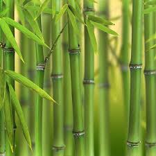 Start on paper with a bamboo smartpad prefer to start on real paper? Phyllostachys Bissetti Green Bamboo Yougarden