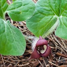 They grow from six to ten inches tall. Wild Ginger Asarum Canadense American Meadows