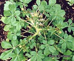 Food, weight, salad, diet, meal, sauce, chocolate, vegetables. Saga The Traditional Vegetable Saget From Pakhala To Pitha The Saga Of Odia Food Music An These Very Healthy And Nutritious Vegetables Are Eaten All Over China And