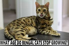 What Age Do Bengal Cats Stop Growing Blindbengal