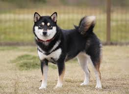 Black And Tan Shiba Inu Female Small Shiba Inu With Whote Spots For Eyebrows Google Search In 2020 Shiba Inu Shiba Inu Colors Shiba Inu Black