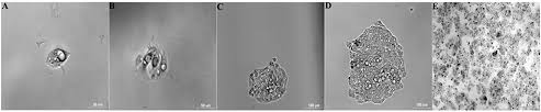 Razin, shmuel, and leonard hayflick. Frontiers Elimination Of Mycoplasma Contamination From Infected Human Hepatocyte C3a Cells By Intraperitoneal Injection In Balb C Mice Cellular And Infection Microbiology