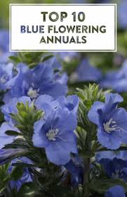 We did not find results for: Color Your Garden Blue Blue Plants Container Plants Plants