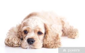 Image result for americký kokršpaněl