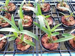 Image result for orchid cuttings