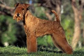 Find lakeland terriers for adoption online here! Lakeland Terrier Dog Breed Information