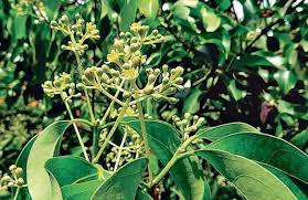 Obtained from the tree bark, this spice is available in stick and powder form. Spicy Trail Of Cinnamon The New Indian Express