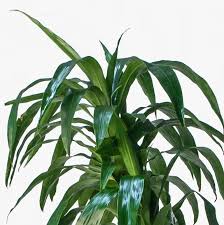 Image result for Dracaena laxissima