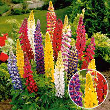 Inspired by the durable components found in climbing and hiking gear. Lupine Gelb Rittersporn Lupinen Bluhstauden Stauden Ahrens Sieberz Pflanzenversand Gartenbedarf