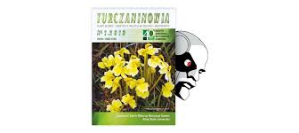 Image result for Actiniopteris pauciloba