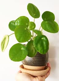 Chinese money plants, also known as pilea, are famous for their unique dark green round leaves. How To Care For Pilea Peperomioides Plants Chinese Money Plant House Plants