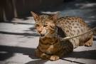 Most Expensive Cat Breeds in the World | PEOPLE