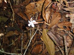 Image result for Voyria