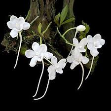 Image result for Clutia monticola