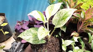 Mengenal Cara Menanam Tanaman Hias Sirih Gading Variegata Atau Marble Queen Pothos Sap Garden Di 2020 Menanam Tanaman Queen