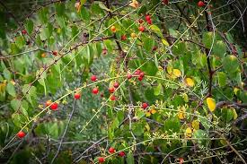 Image result for Osyris