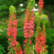 Image result for lobelia