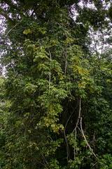 Image result for Astropanax myrianthus