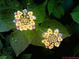 Bird Of Paradise Flower Meaning In Tamil 