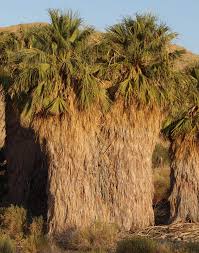 Image result for Washingtonia filifera