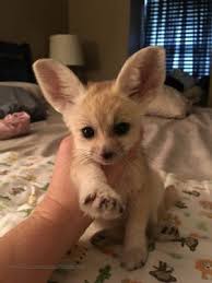 Pin On Animals And Pets